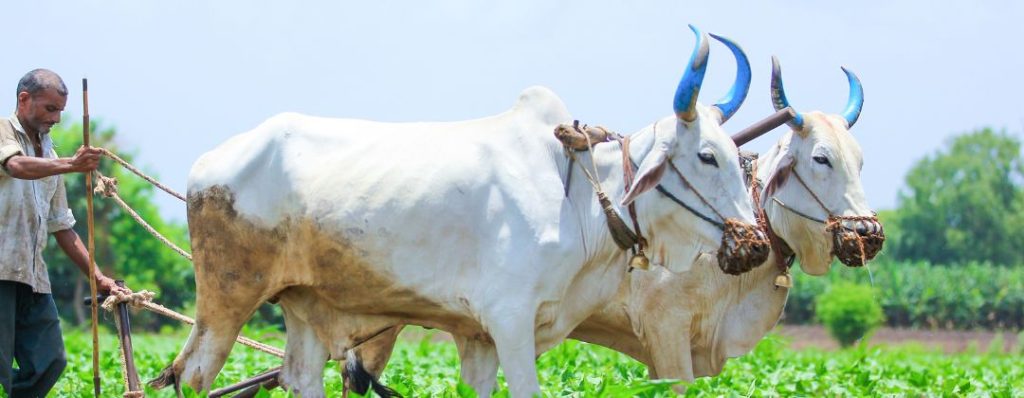 indian agriculture